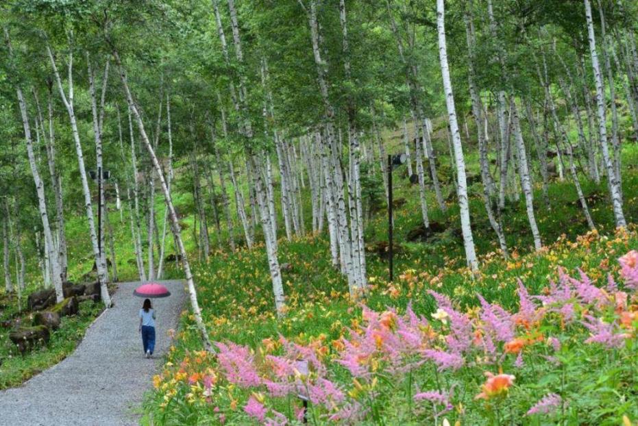 画像: ＜ウォーキング＞『この時期だけの花の里！白樺とヘメロカリスの競演　八ヶ岳・富士見高原』【選べる出発地】｜クラブツーリズム