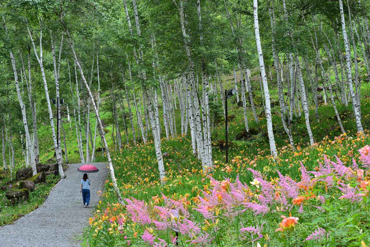 画像: 花の里・白樺エリアとヘメロカリス（イメージ）