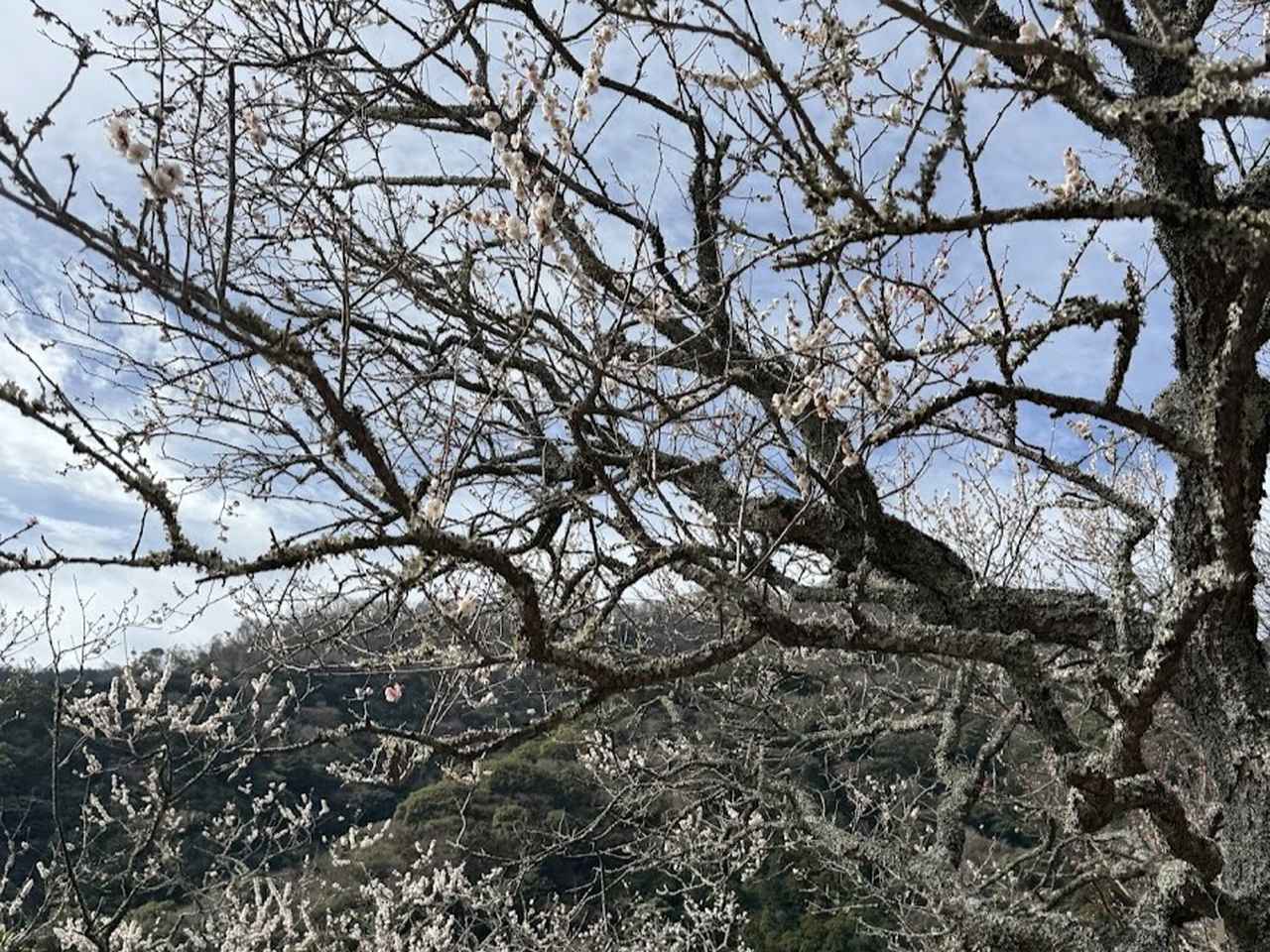 画像2: 登山道で実践！歩きながら学びます