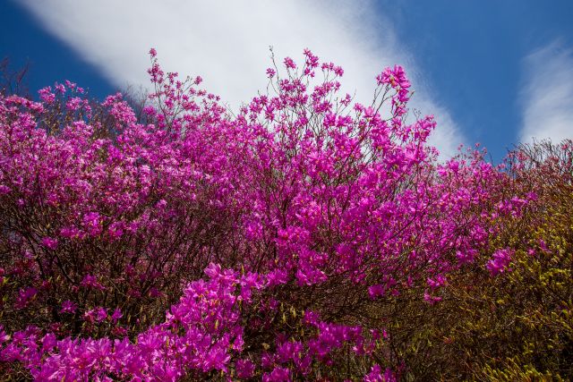 画像: ミツバツツジの見ごろ(イメージ/※例年の見頃:例年5月上旬~中旬)