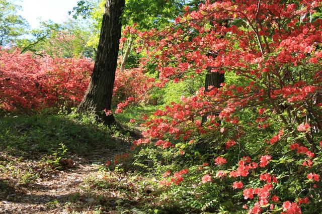 画像: ヤマツツジ(イメージ/※例年の見頃:5月上旬~中旬)