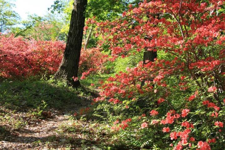 画像: ＜登山入門＞『往復特急ラビュー利用　のんびり秩父さんぽ　美の山公園大パノラマと蓑山絶景トレッキング』【池袋出発】｜クラブツーリズム