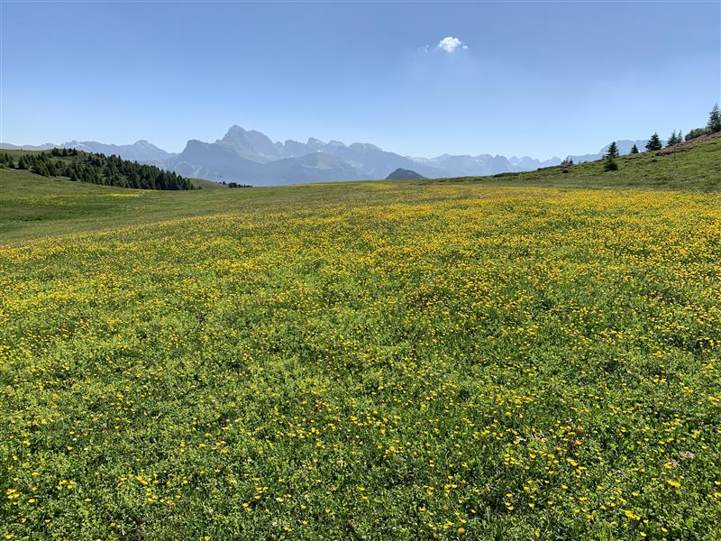 画像: 【4日目】アルペディシウジハイキング＜ハイク初級＞