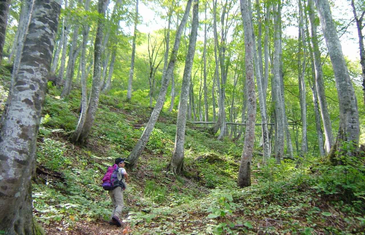 画像: トレッキングコース（イメージ）