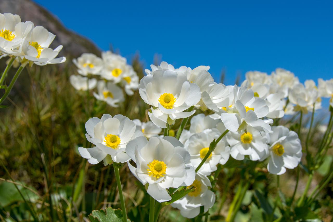 画像: 11月～1月は多くの花が咲くシーズン（写真は11月～12月が見頃のマウントクックリリー）