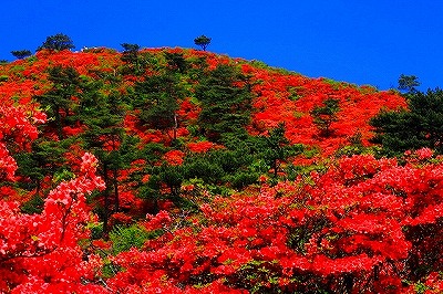 画像: 花と絶景に出会う山　五葉山｜クラブツーリズム