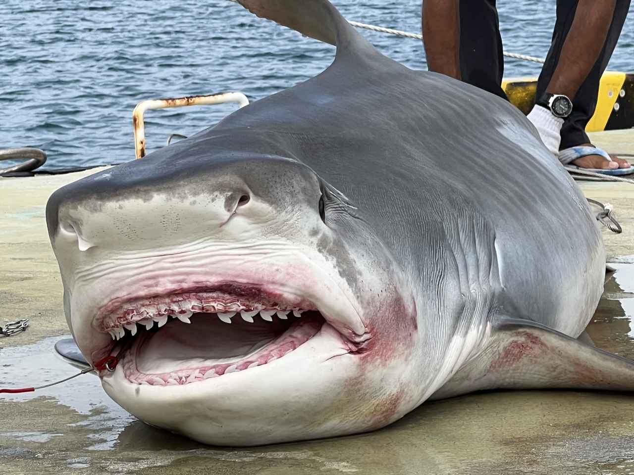 画像: サメ