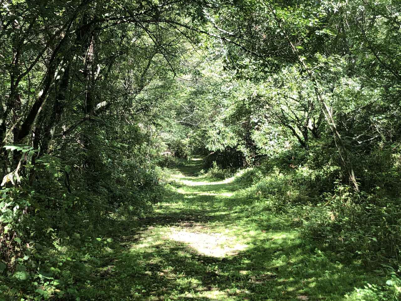 画像: 八ヶ岳・森の小径（イメージ）