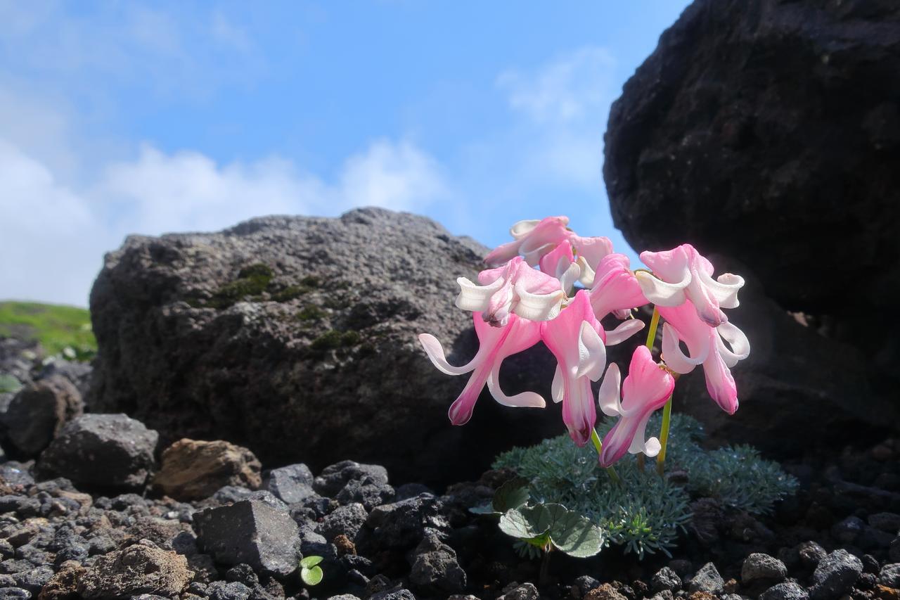画像2: 秋田駒ヶ岳（1,637ｍ）│入門～初級レベル