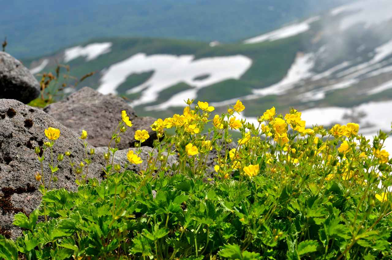 画像2: 月山（1,984ｍ）│初級レベル│花の百名山