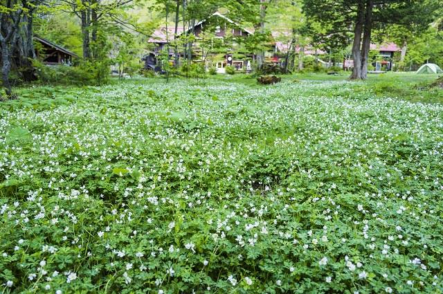 画像: ＜登山入門＞『森林インストラクター同行！　徳澤園に泊まりニリンソウと鮮やかな新緑を楽しむ　上高地・岳沢トレッキング　2日間』【新宿・立川・八王子出発】｜クラブツーリズム