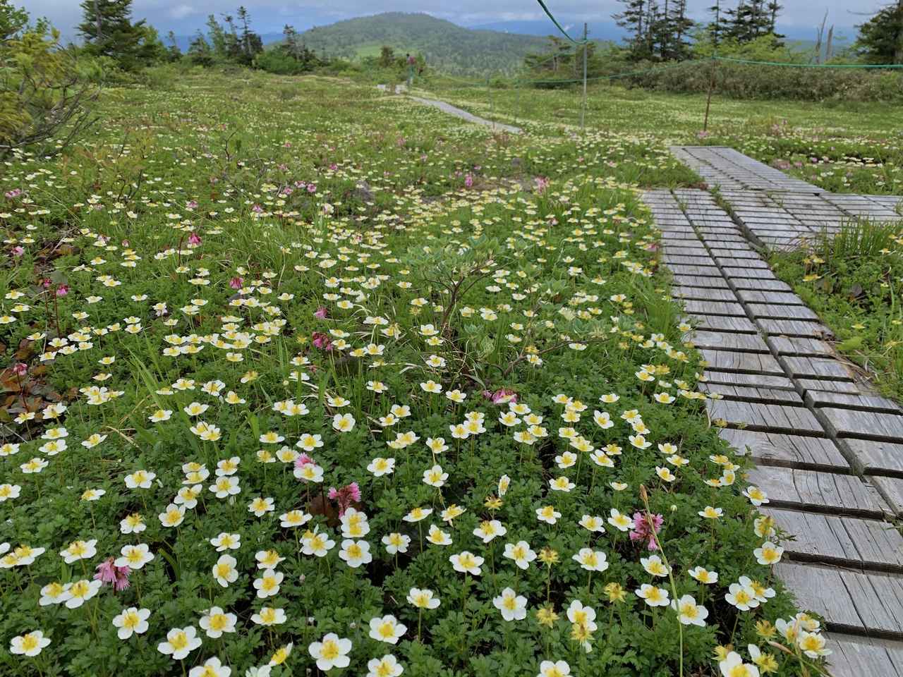 画像3: 森吉山（1,454ｍ）│入門～初級レベル│花の百名山