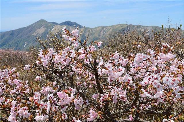 画像: ＜登山初級A（縦走）＞『花に詳しい森林インストラクター同行　ミネザクラ・シロヤシオ咲く那須・南月山～沼ッ原湿原　日帰り』【東京・上野・大宮出発】｜クラブツーリズム