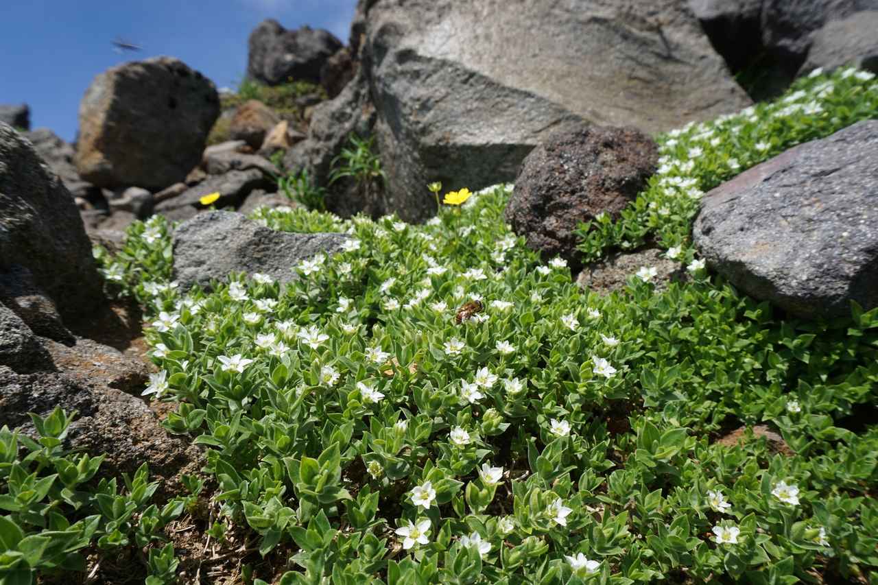 画像2: 鳥海山（2,236ｍ）│初級～中級レベル│花の百名山