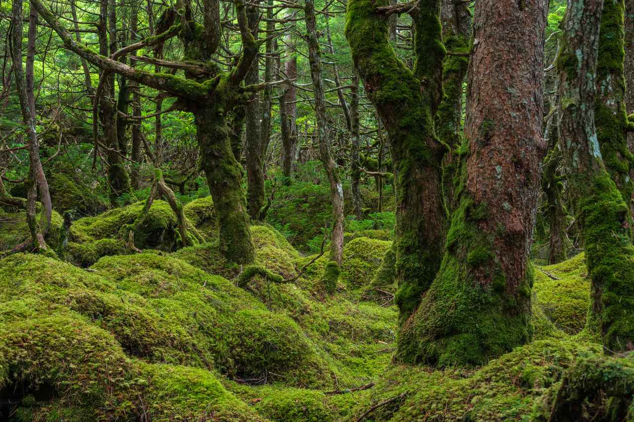 画像: 苔むす森(イメージ)