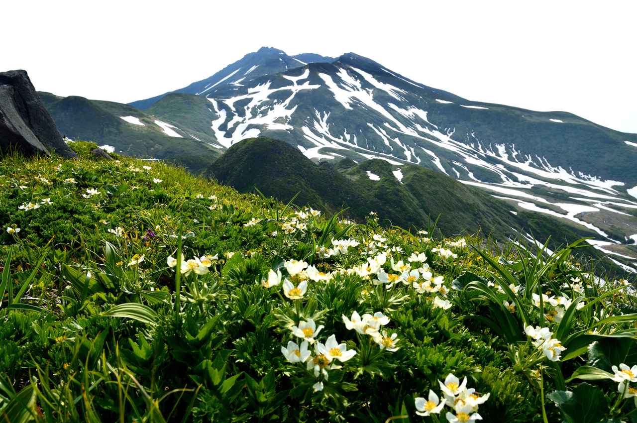 画像: 花を楽しむ東北の名峰　～厳しい冬を越えた山に咲く花々をご紹介～ - クラブログ ～スタッフブログ～｜クラブツーリズム