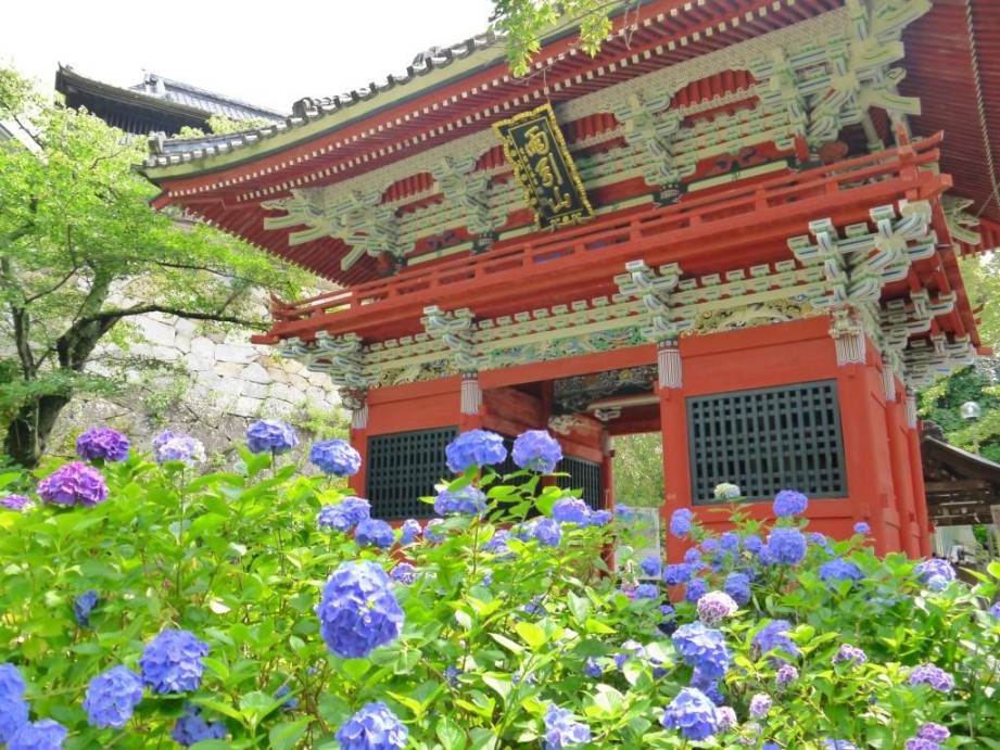 画像: ＜登山入門＞『雨引観音あじさい祭りと神秘の水中花　　御嶽山～雨引山』【上野出発】｜クラブツーリズム
