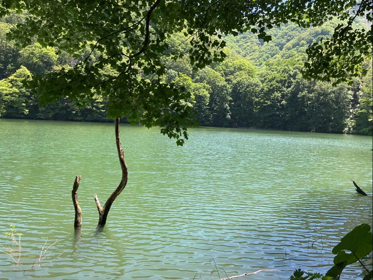 画像: 鶏頭場の池(添乗員撮影/26.05)