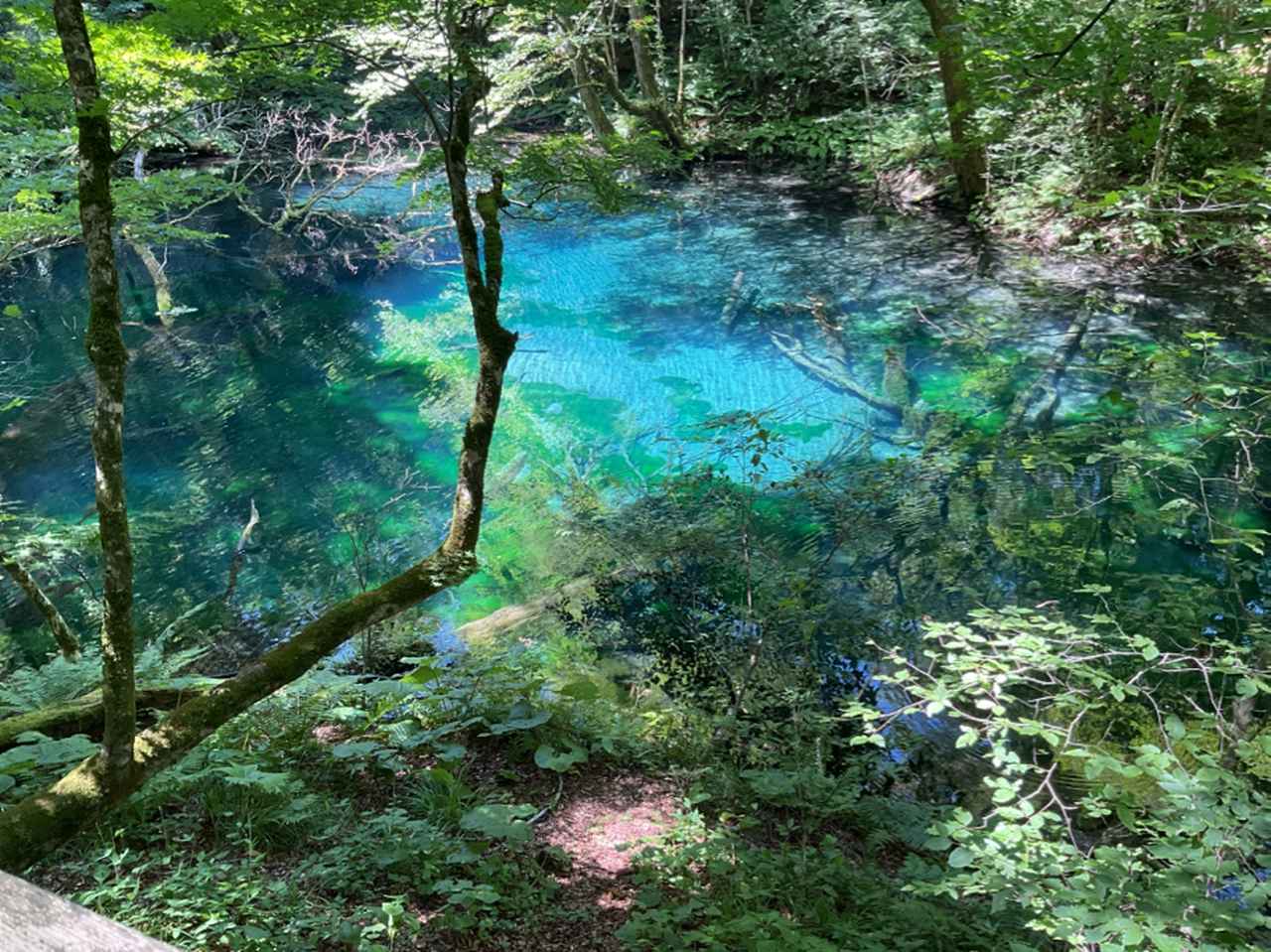 画像: 沸壺の池(添乗員撮影/25.07)