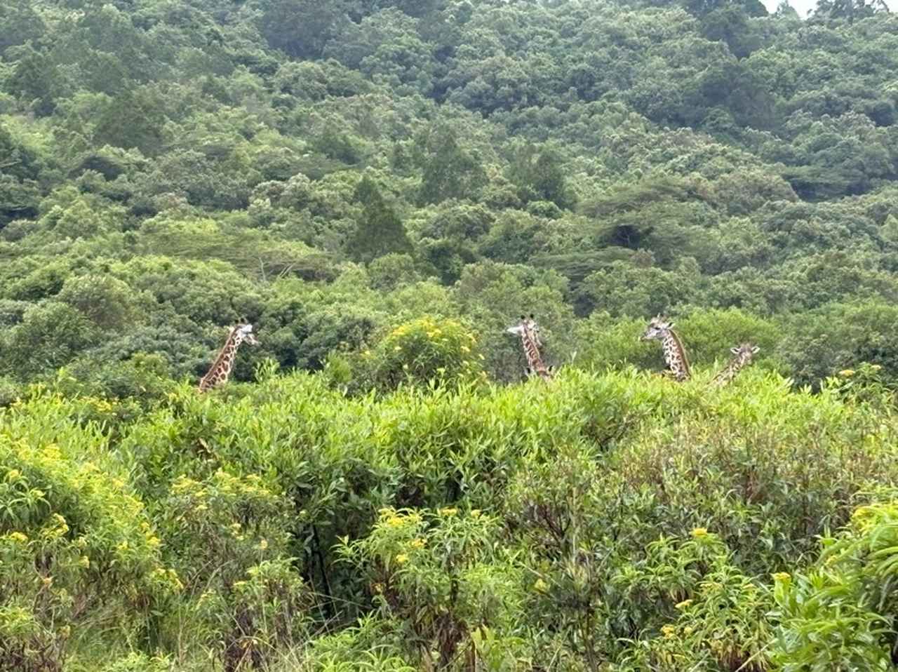 画像: 野生のキリンに遭遇