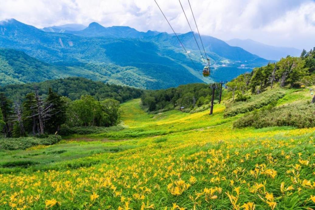 画像: ＜登山入門＞『往復リフト利用で雲上に咲く可憐な花々を訪ねあるく　高山植物の宝庫　志賀高原フラワーウォッチング　2日間』【東京・上野・大宮出発】｜クラブツーリズム