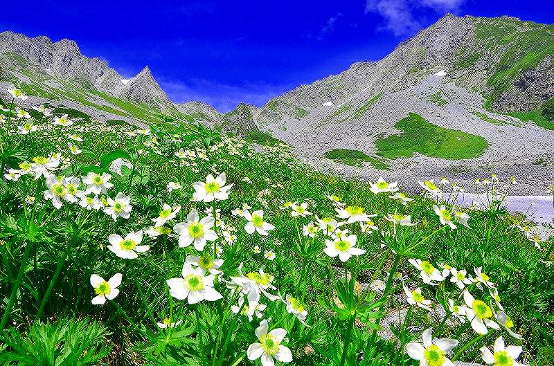 画像: ＜登山中級Ａ＞『初心者でも参加しやすい北アルプス！　高山植物の宝庫・涸沢トレッキング　3日間』【新宿・立川・八王子出発】｜クラブツーリズム