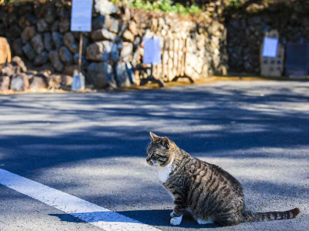画像: 唐沢山の猫