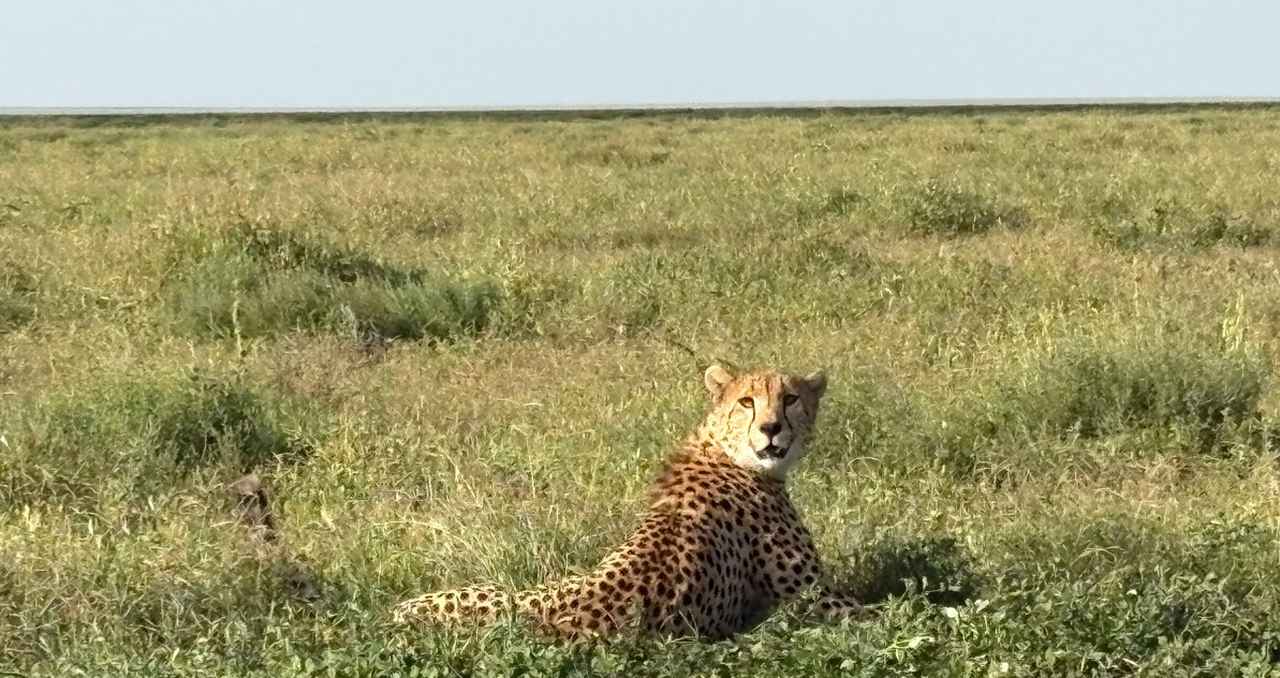画像: ビッグ5 ヒョウ