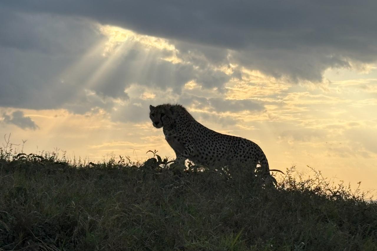 画像: 幻想的なヒョウ
