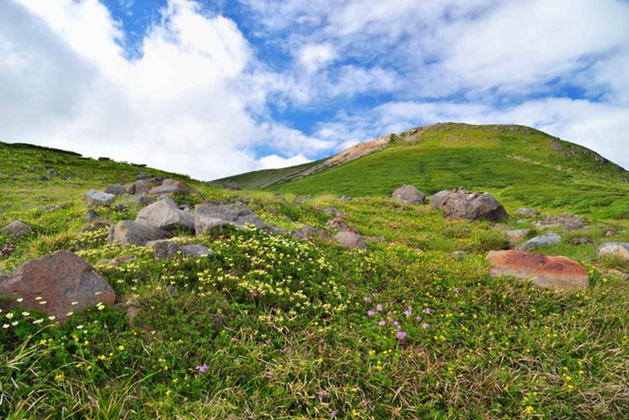 画像: 白山のお花畑（第10回でご案内）