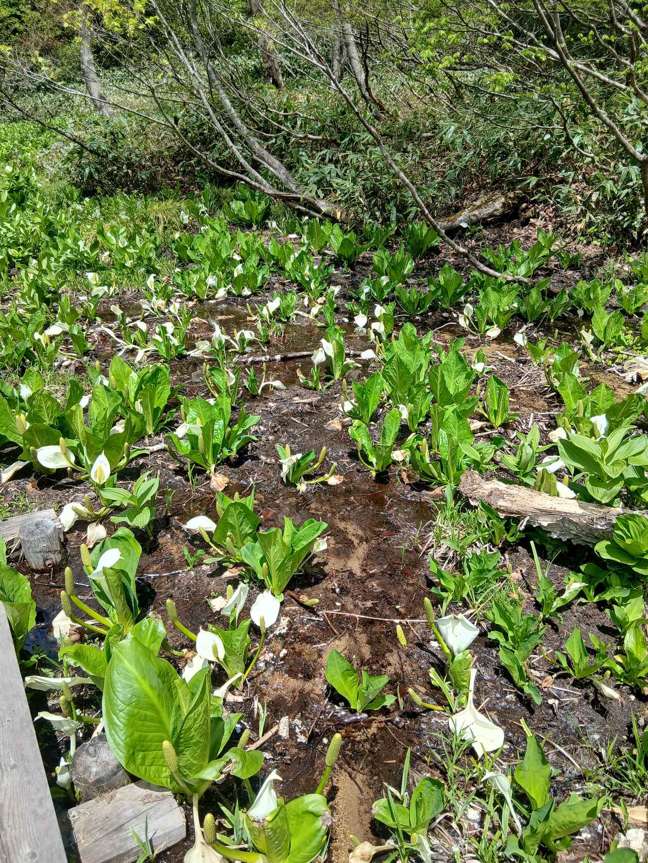 画像: 尾瀬ヶ原へ行くまでの山中でも水芭蕉（撮影日：2026年5月28日）