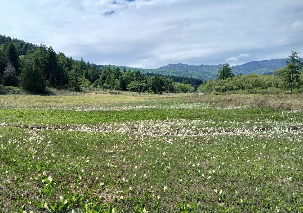 画像: 研究見本園の水芭蕉（撮影日：2026年5月26日）