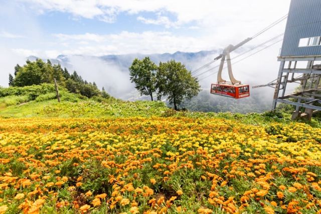画像: <ハイク入門>『8月19日(水)はハイクの日!高原の花園へ!湯沢高原アルプの里 ハイキング』【選べる出発地】|クラブツーリズム