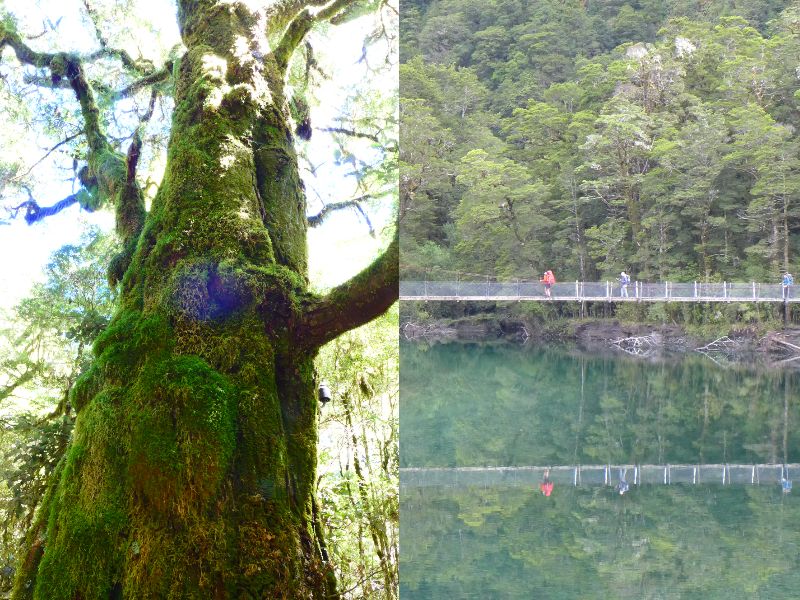 画像: 左)太古の森を感じさせる苔、右)川に映る様子もまた良い。