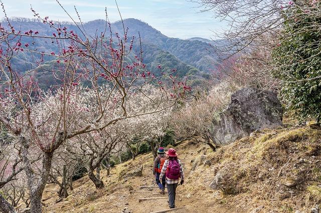 画像: <登山初級A/縦走>『登って温泉楽しみ隊<2月>湯河原梅林と幕山・湯河原温泉』 【JR湯河原駅集合】|クラブツーリズム