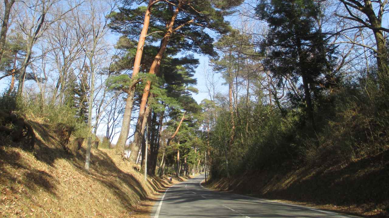 画像: 五本松の松並木（矢吹町ホームページ掲載）