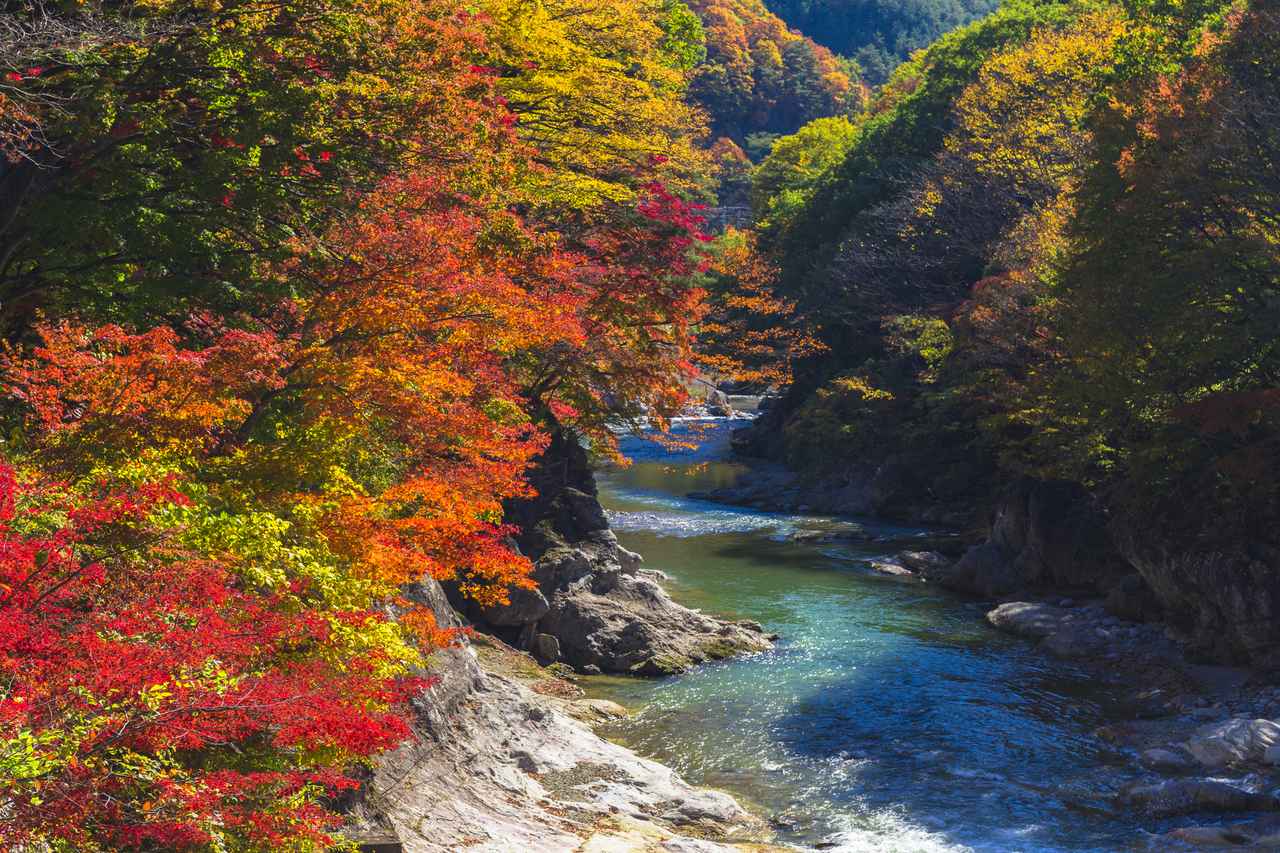 画像: 秋の諏訪峡（イメージ）