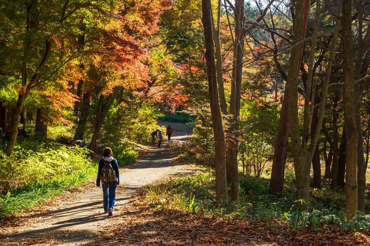 画像: 赤城自然園の散策路（イメージ）