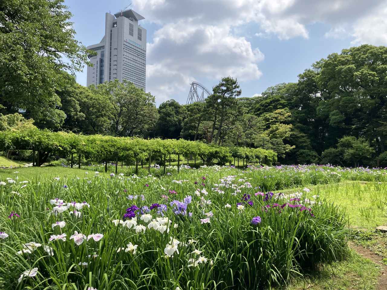 画像1: 【シリーズウォーク】＜あるく・ウォーキング＞　
『季節で巡る日本庭園シリーズ　紅葉に包まれる名園　小石川後楽園さんぽツアー』