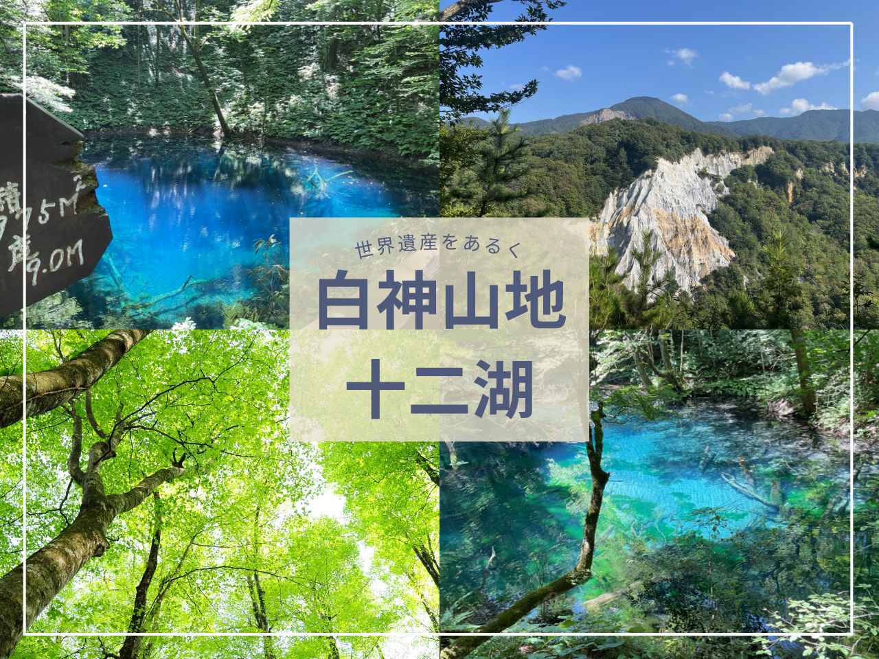 画像: 【世界遺産・白神山地】五感で浸る「十二湖ハイキング」の魅力<ハイキング・ウォーキングの旅> - クラブログ ~スタッフブログ~|クラブツーリズム