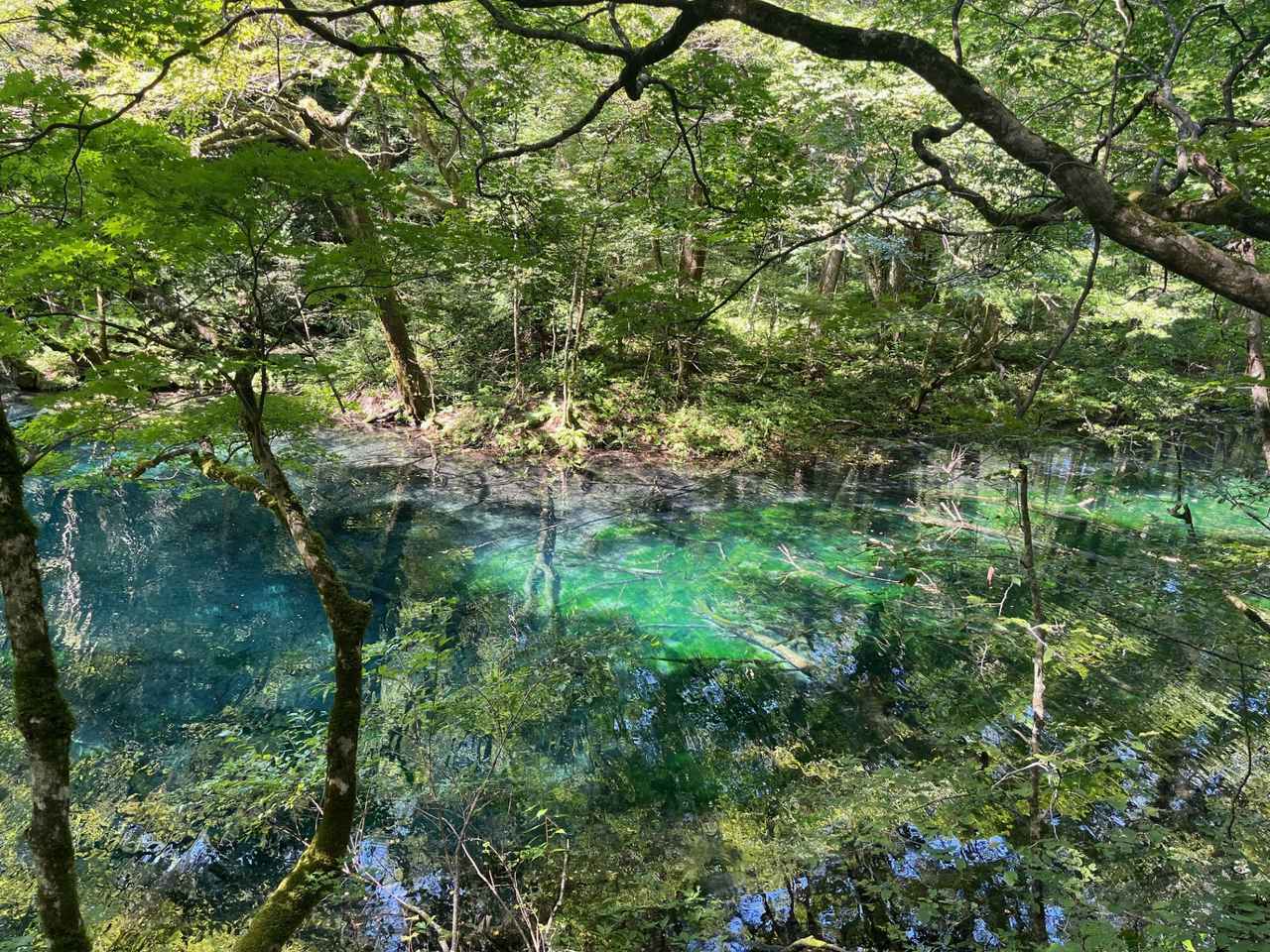 画像: 現地レポート：『白神山地十二湖・八幡平と奥入瀬渓流ハイキング　3日間』絶景ハイキングツアーに行ってきました！＜ハイキング・ウォーキングの旅＞ - クラブログ ～スタッフブログ～｜クラブツーリズム