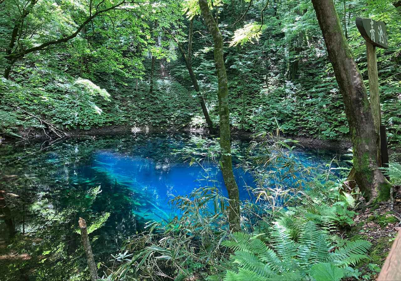 画像: 白神山地　青池