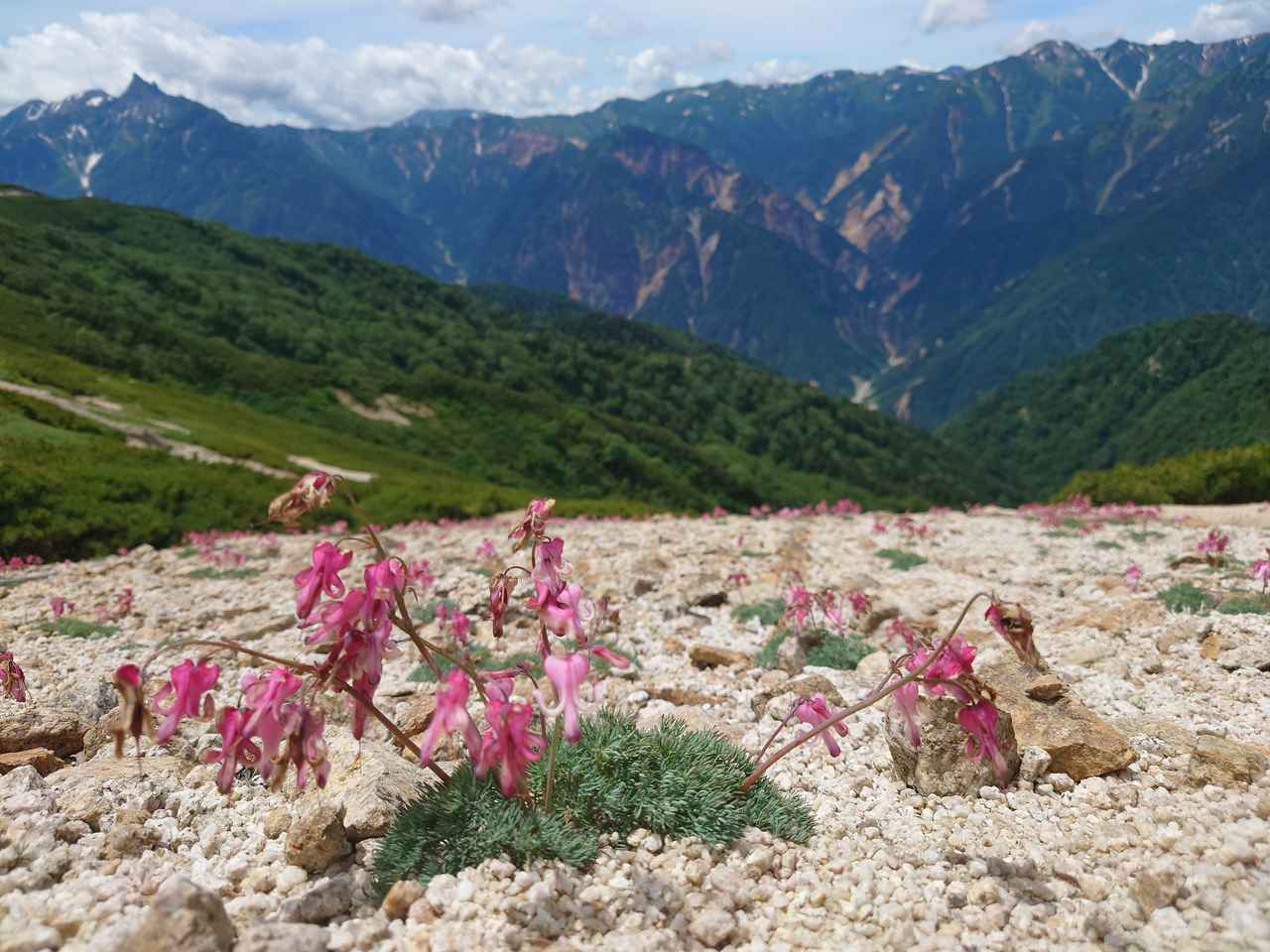 画像: 燕岳山頂付近に生育するコマクサ