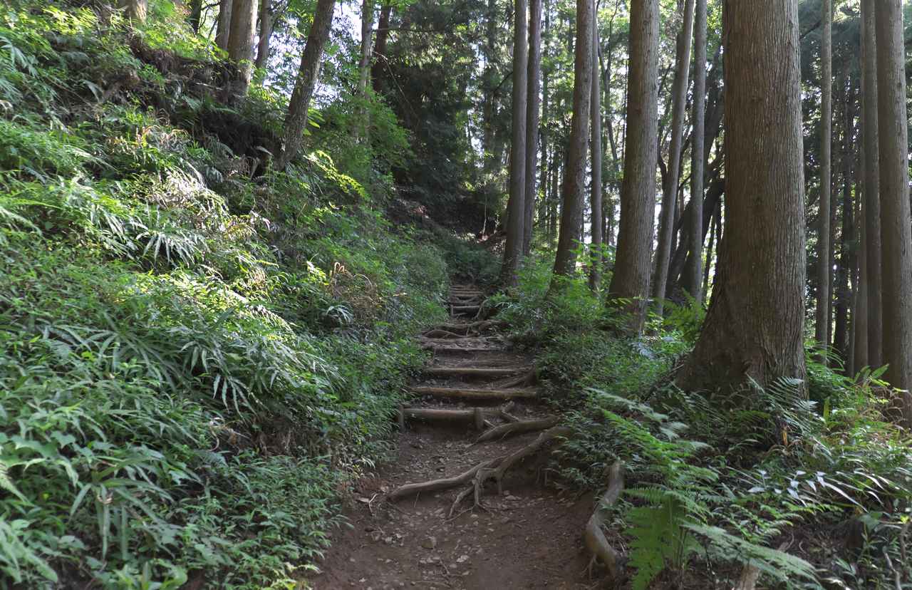 画像: ベアフットシューズやマンサンダルで登山道を歩くと、足裏から地面の感覚が伝わりやすくなり、より自然を身近に感じながら歩くことができます。
