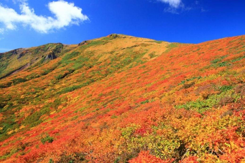 画像: 四季彩る東北の名峰　秋田駒ヶ岳・森吉山｜クラブツーリズム