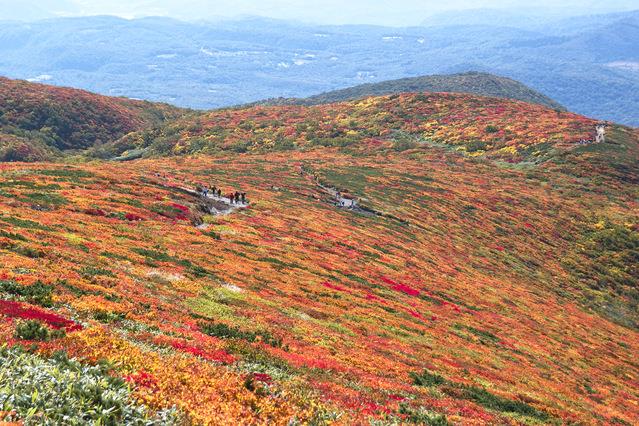 画像: ＜ゆっくりペースで歩く登山＞＜登山初級A（縦走）＞『日本屈指の山岳紅葉 八幡平・世界遺産の中尊寺と栗駒山縦走 2日間』【東京・上野・大宮出発】｜クラブツーリズム