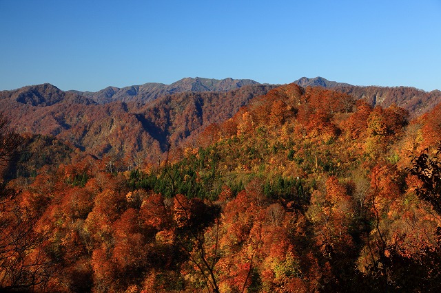 画像: 世界遺産・白神山地トレッキング｜クラブツーリズム