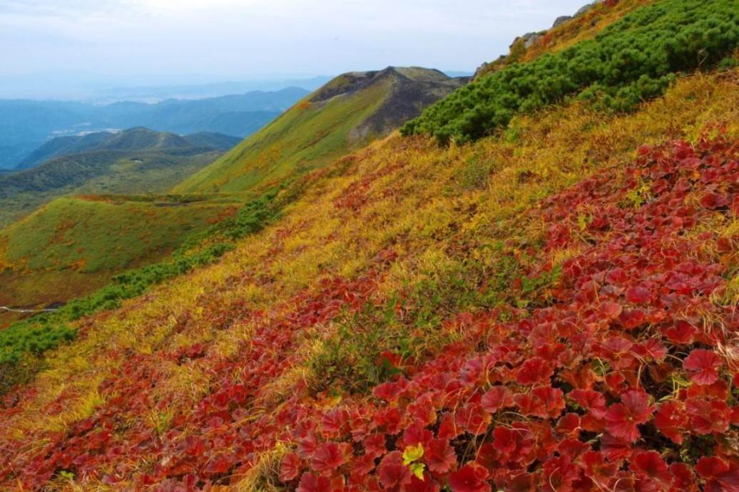 画像: ＜登山入門＞『秋田を代表する名峰2座へ！田沢湖高原温泉に宿泊 秋田駒ヶ岳・森吉山 2日間』【東京・上野・大宮出発】｜クラブツーリズム