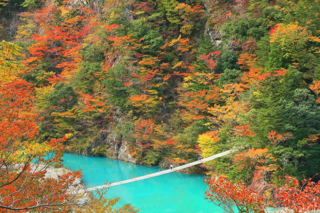 画像: 寸又峡・夢のつり橋（イメージ/紅葉の見頃：例年10月下旬～11月下旬）