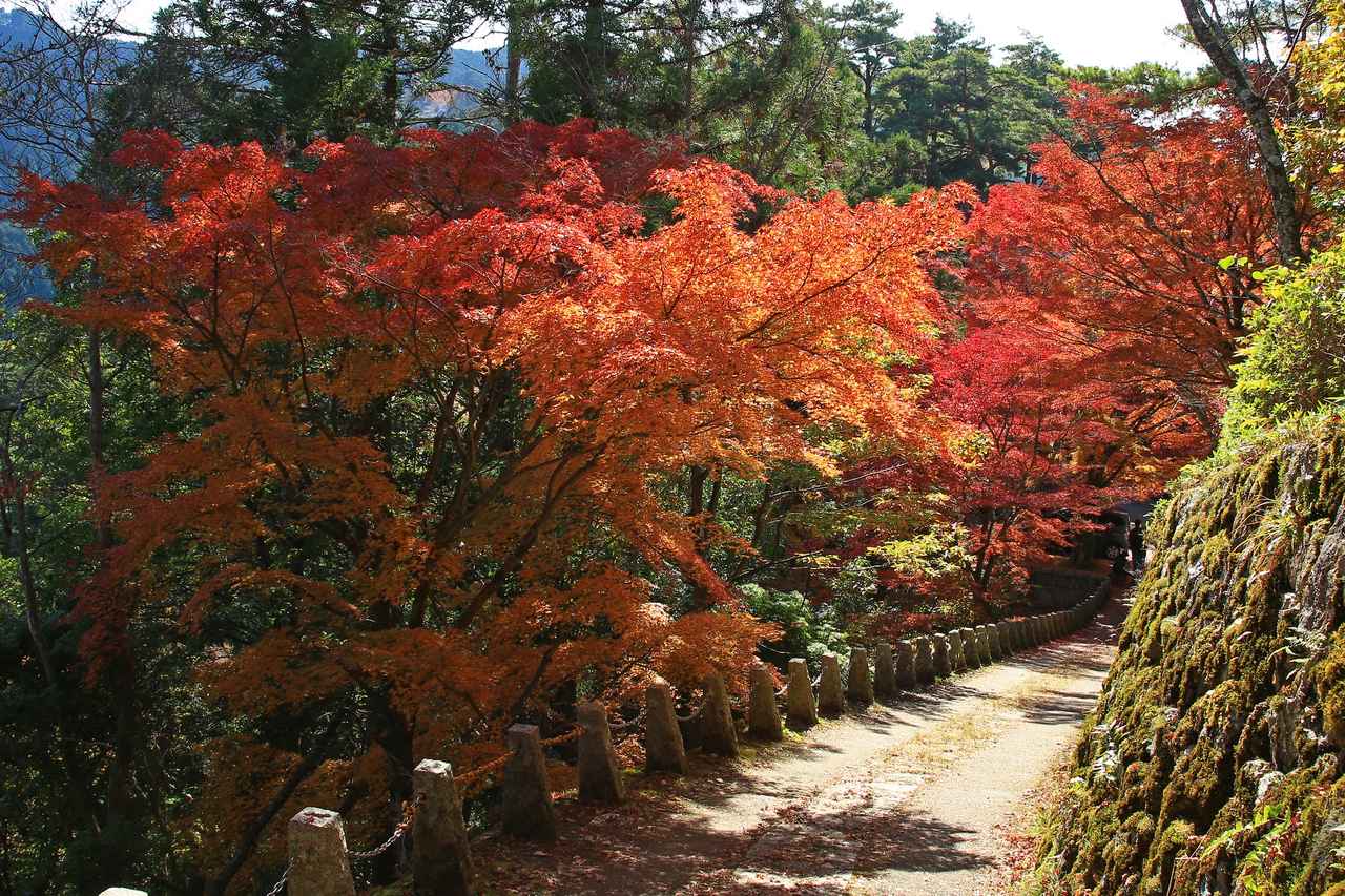 画像: 吉野山・下千本(イメージ)※紅葉の見頃：例年11月中旬～下旬